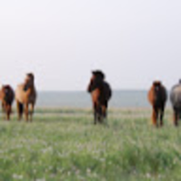 Meet your Posher, Sophia - Picture 1 of 1